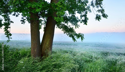 Lonely green tree in front of arural field covered in morning fog photo