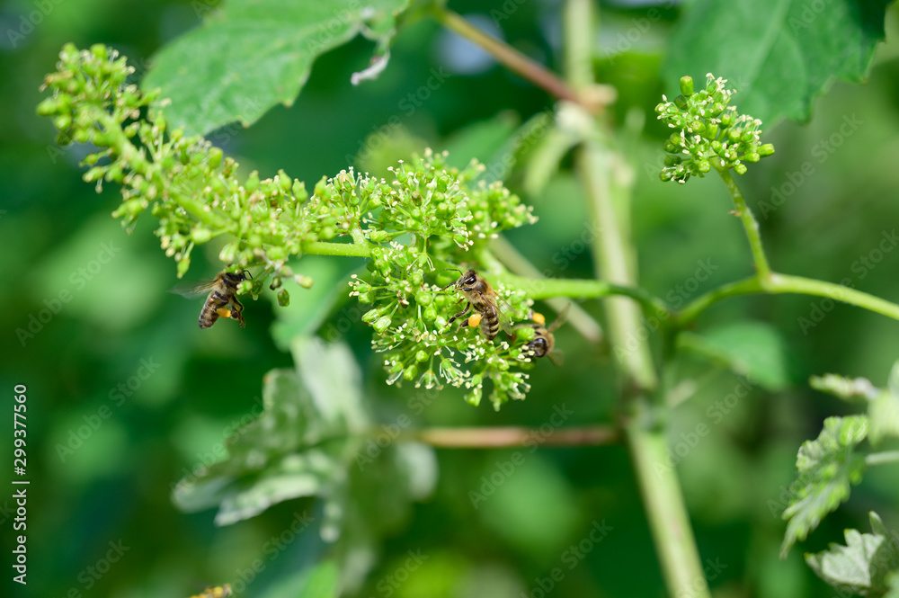 Honey bees pollinating vine blossom in vineyard in early spring Honey bees pollinating vine blossom in vineyard in early spring
