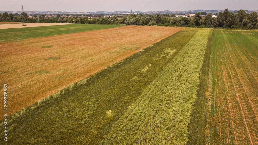 Drone aerial view of an organic wheat field