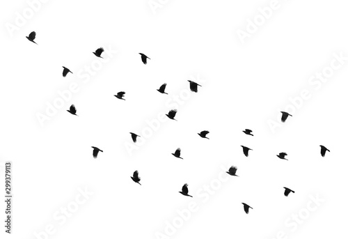 Flock of birds on a white b...