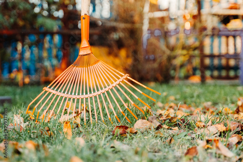 Raking fall leaves  on lawn with rake in the yard  in autumn. spring clean in garden back yard.