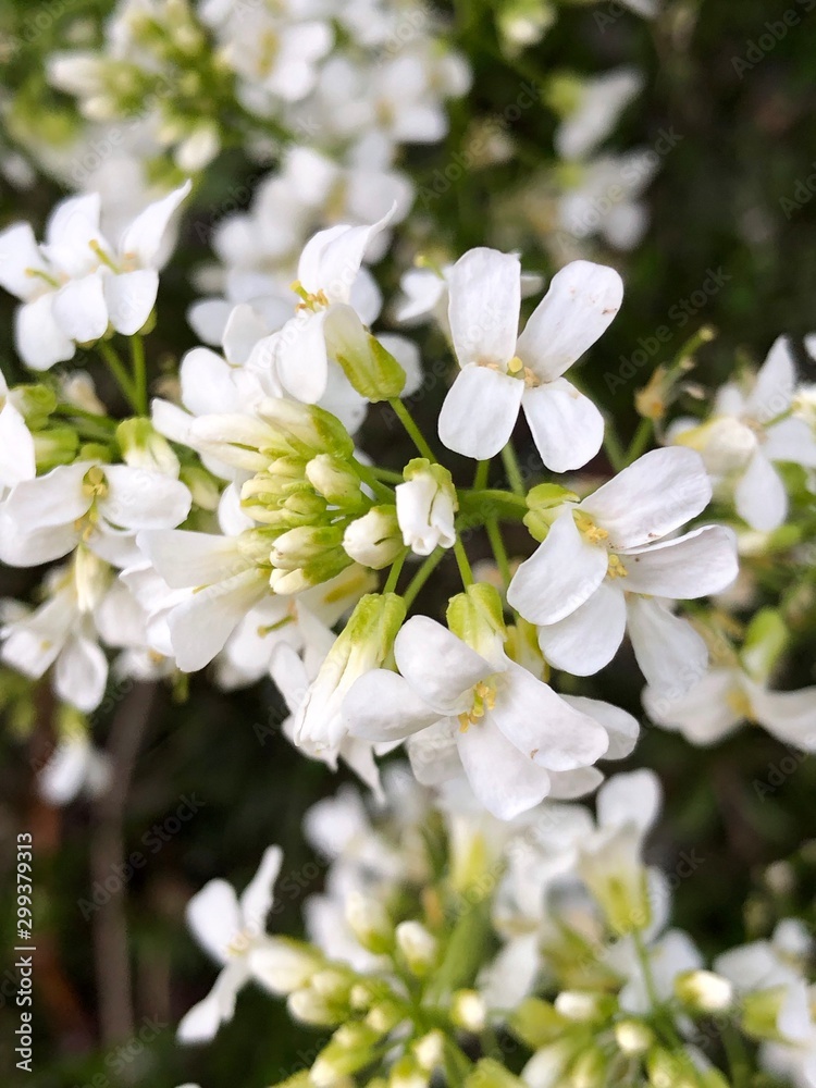 flower flower