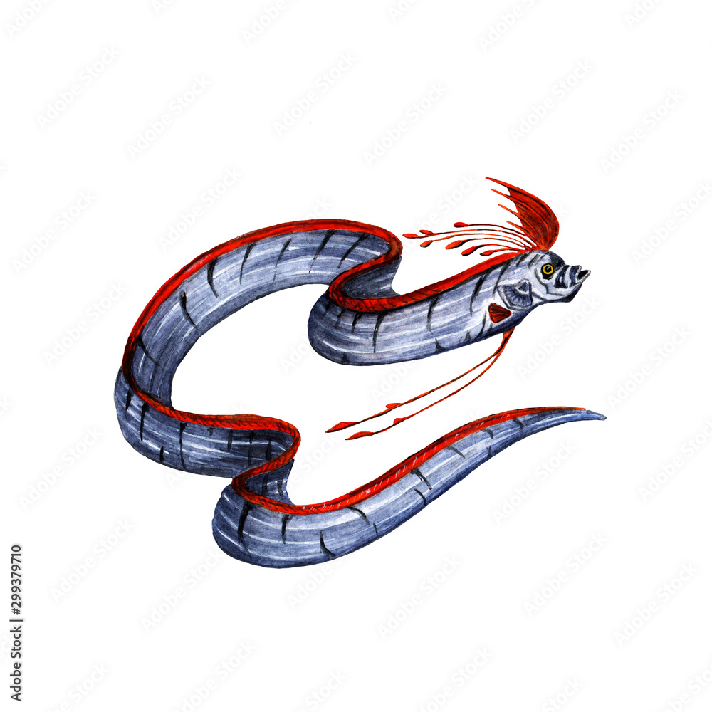 Obraz premium common belt-fish or Herring king painted in watercolor