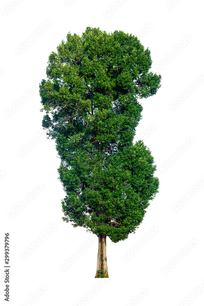 Isolated trees on white background , Single tree isolated. Green tree ...