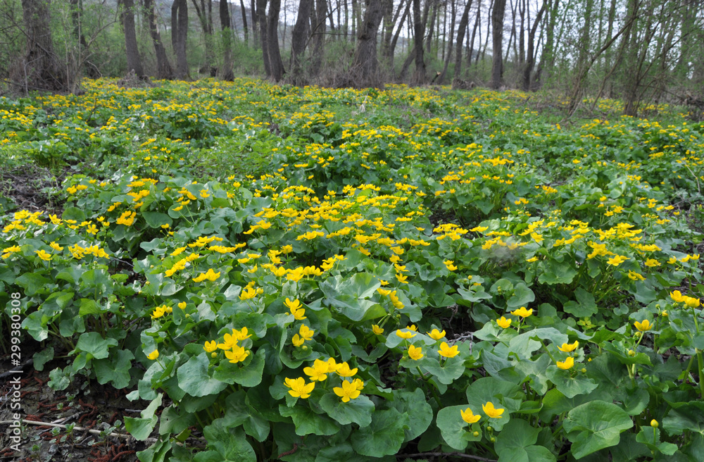 Fototapeta premium In a swamp, in the alder forest blossom marsh marigold (Caltha palustris)