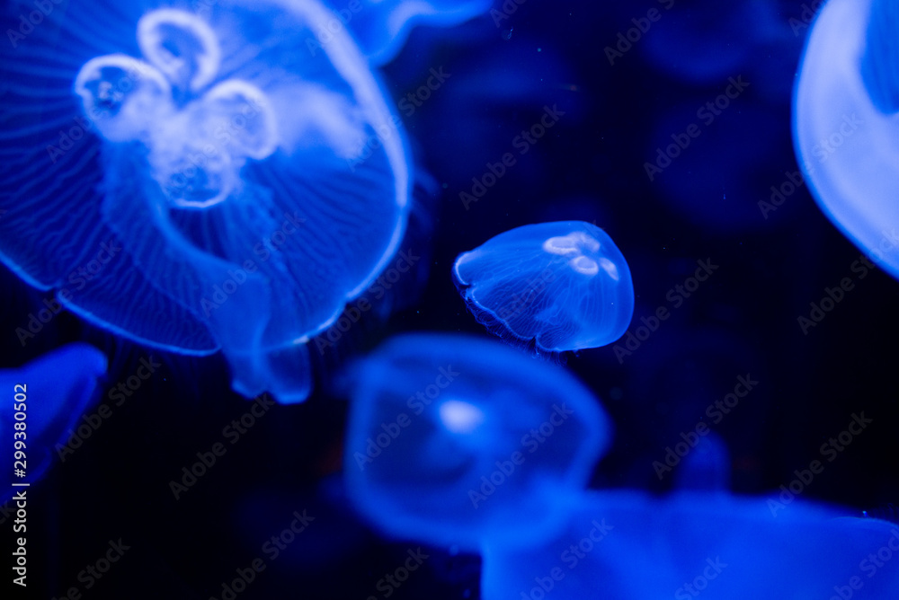 Obraz premium ミズクラゲ