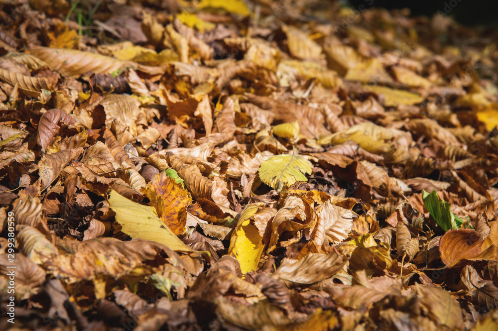 Abstract background of yellow autumn oak leaves lie curled up on the ground. Soft focus real forest. Habitat foliage Abstract background of yellow autumn oak leaves lie curled up on the ground. Soft focus real forest. Habitat foliage