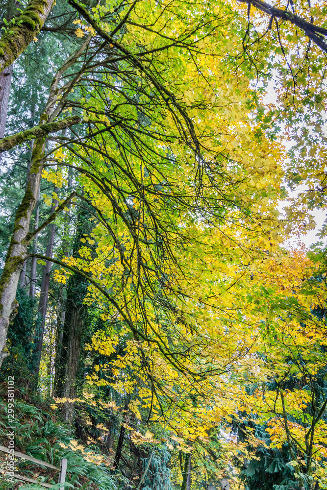 Tumwater Falls Park Autumn Branches 9