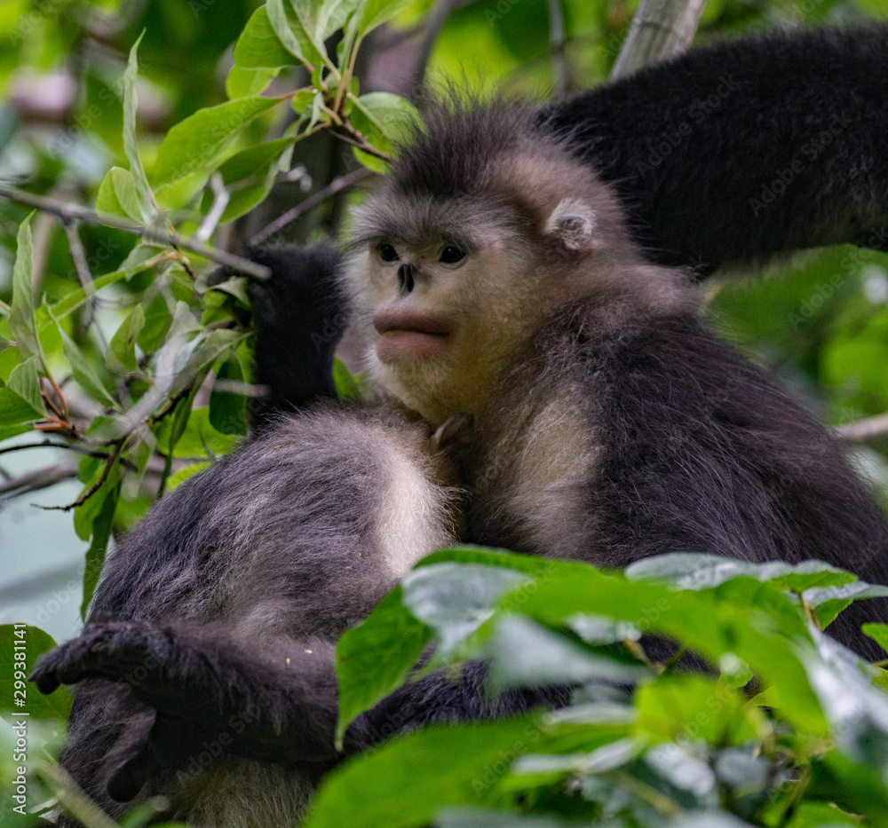 Fototapeta premium black-and-white snub-nosed monkey, rhinopithecus bieti, Stupsnasenaffe
