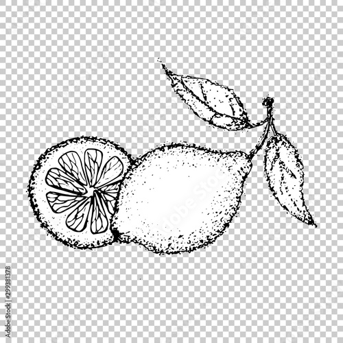Dotwork Lemon Fruit. Vector Illustration of Citrus Food. Tattoo Hand Drawn Sketch.