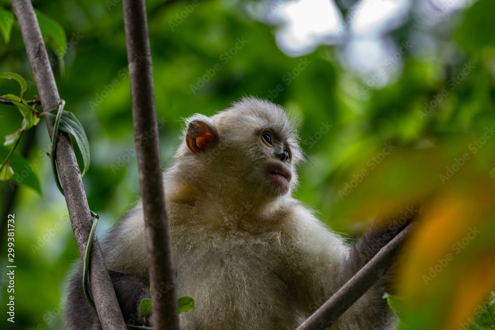 Naklejka premium black-and-white snub-nosed monkey, rhinopithecus bieti, Stupsnasenaffe