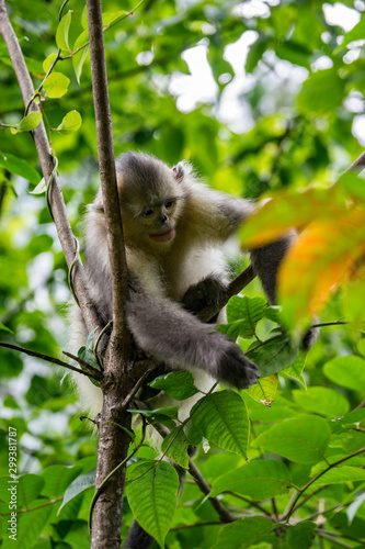 black-and-white snub-nosed monkey, rhinopithecus bieti, Stupsnasenaffe