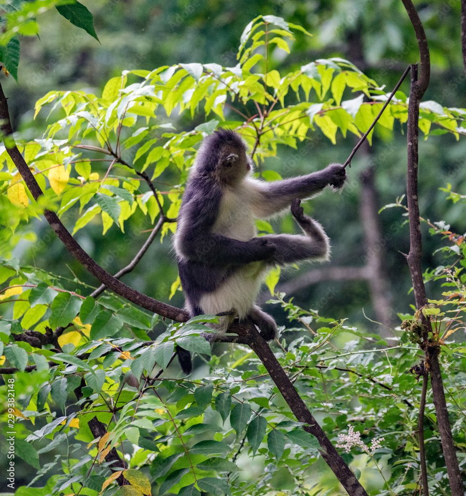 Fototapeta premium black-and-white snub-nosed monkey, rhinopithecus bieti, Stupsnasenaffe