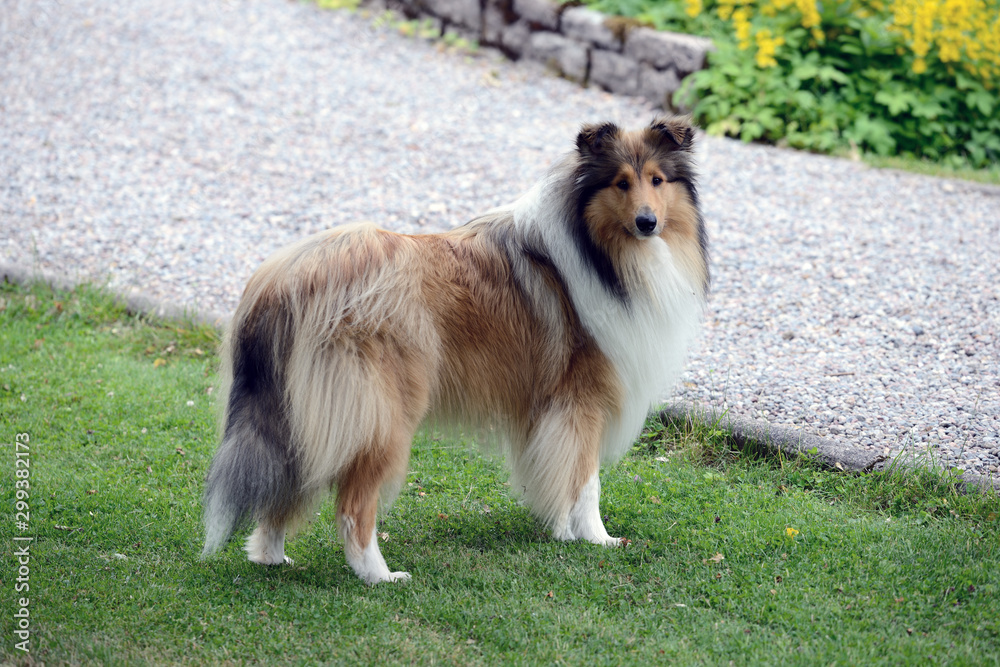 dog, sweden dog, sweden