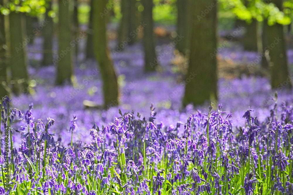 Blue Bell Woods near Ivinghoe Beacon in Hertfordshire, England, during Spring. Blue Bell Woods near Ivinghoe Beacon in Hertfordshire, England, during Spring.