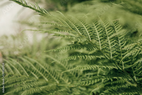 Tropical fern leaves, nature pattern background. Abstract background. Fern texture. Green bush.
