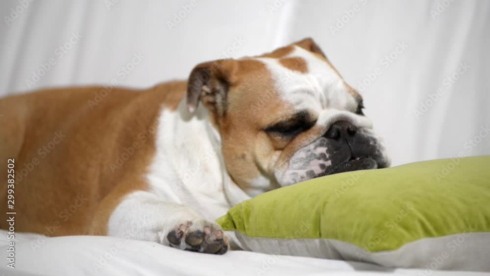 close-up of an english bulldog sleeping on the sofa close-up of an english bulldog sleeping on the sofa