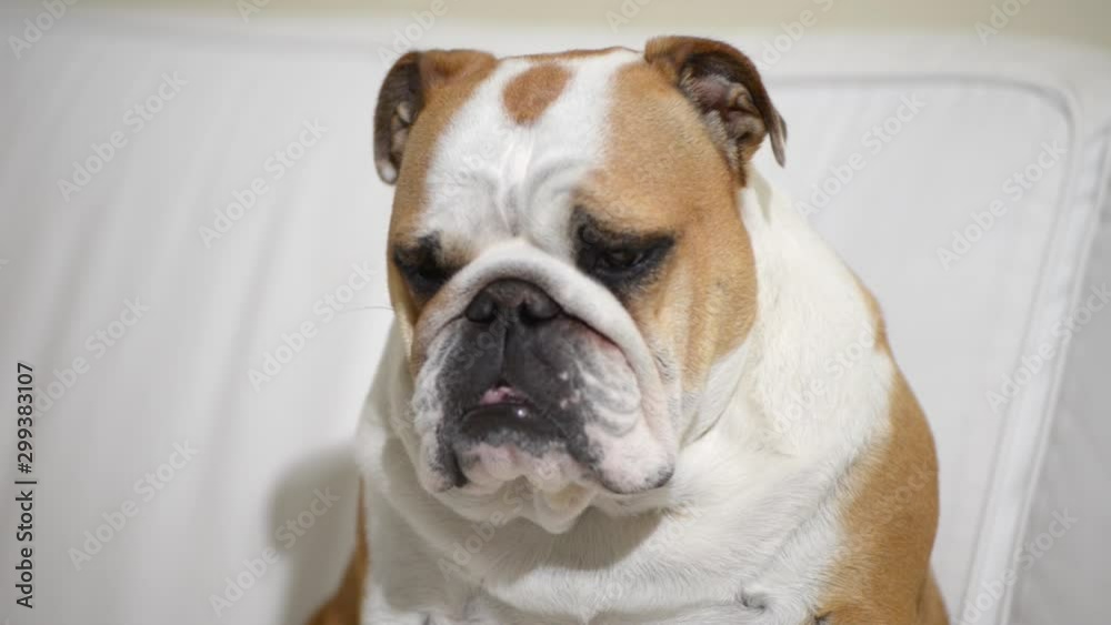 close-up of an english bulldog sleeping on the sofa close-up of an english bulldog sleeping on the sofa