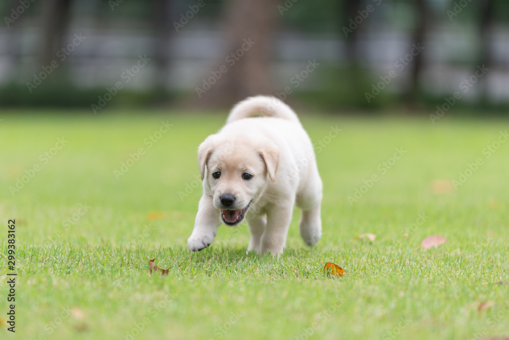 Puppy dog stalking on playground green yard