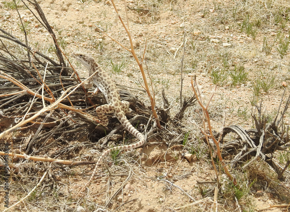 Long-nosed leopard lizard, Mojave Desert, California. Long-nosed leopard lizard, Mojave Desert, California.