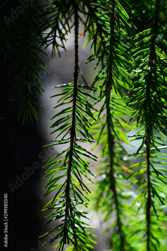 pine wood forest in north of sweden