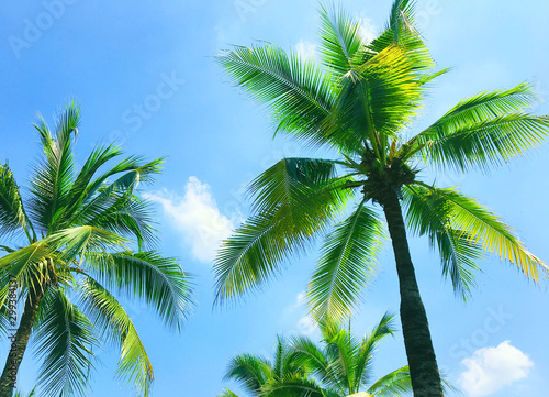 coconut tree