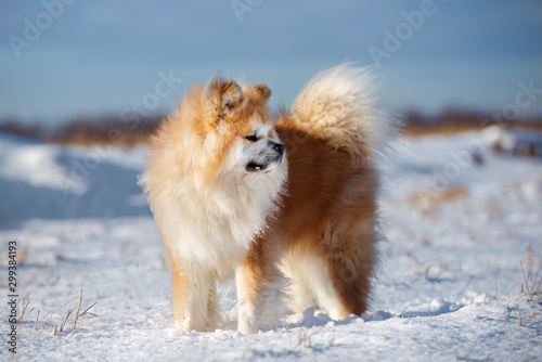 akita inu dog standing outdoors in winter © otsphoto