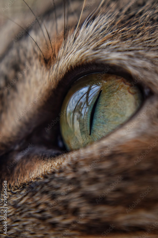 eye of cat eye of cat