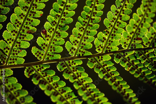 Photography seed autumn leafs sweden stockholm