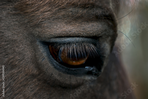 closeup at horseeye, sweden