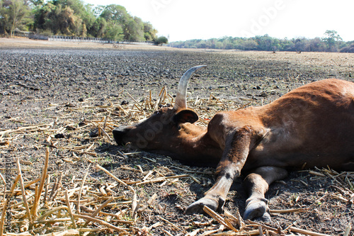 dead cow, died from drought and over grazing. botswana africa. © Garreth Brown