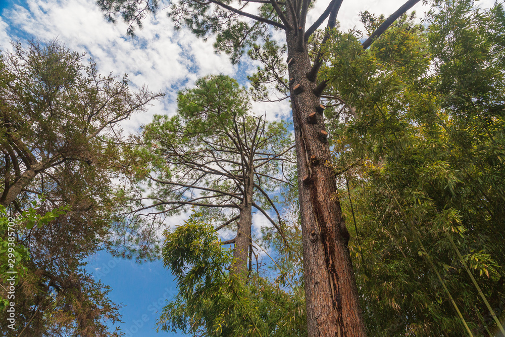Naklejka premium Tropical trees against the blue sky.