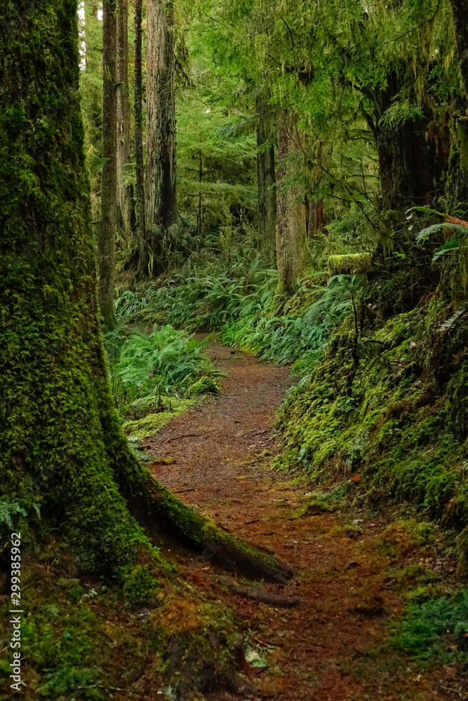 Fototapeta premium VERTICAL: Empty trekking trail leads through the beautiful Hoh Rainforest.