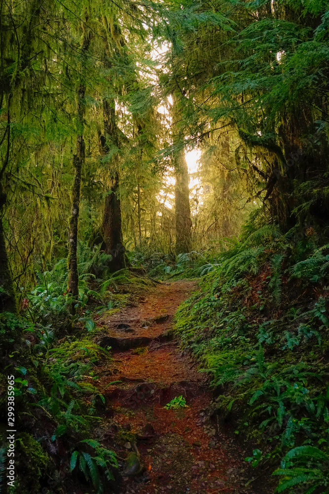 Fototapeta premium VERTICAL: Golden sunshine peers through the dense canopies of Hoh Rainforest.