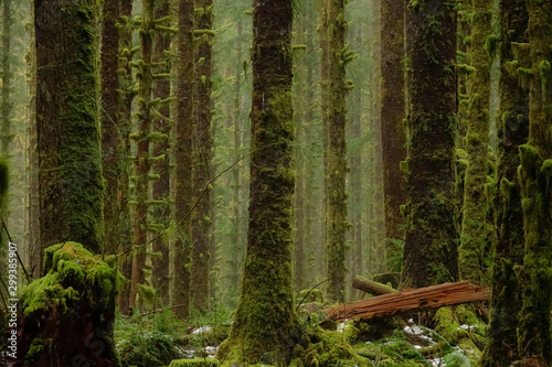 DRONE: Flying through the tranquil Hoh Rainforest in the rainy Pacific Northwest photo