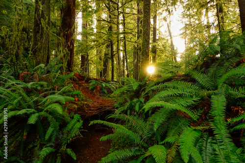 CLOSE UP  Golden morning sunbeams shine through the canopies and onto a fern