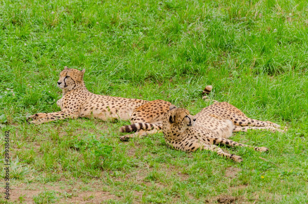 Fototapeta premium Precioso Guepardo sobre verde hierba