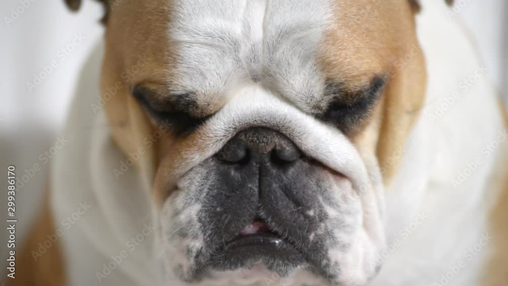 close-up of an english bulldog sleeping on the sofa