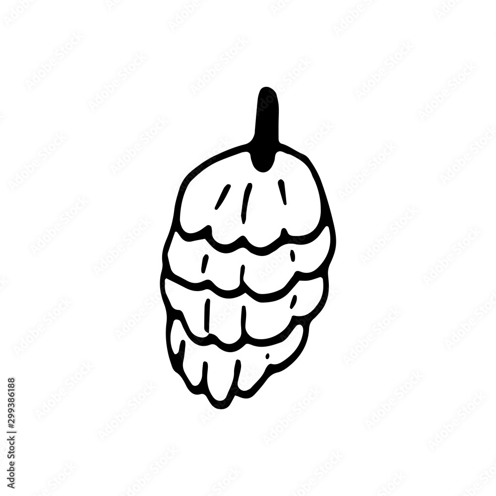 Fototapeta premium Single hand drawn cone for autumn decoration. Doodle vector illustration. Isolated on white background