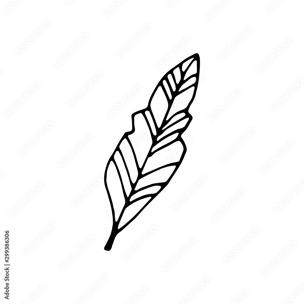 Single hand drawn leaf for winter and autumn decoration. Doodle vector illustration. Isolated on white background Single hand drawn leaf for winter and autumn decoration. Doodle vector illustration. Isolated on white background