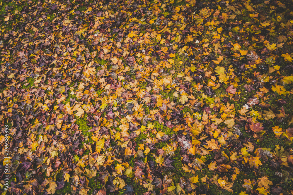 Colors of the autumm day