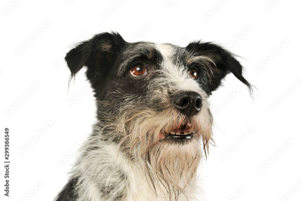 Portrait of an adorable mixed breed dog