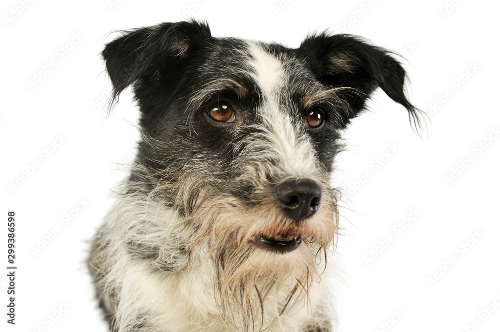 Portrait of an adorable mixed breed dog