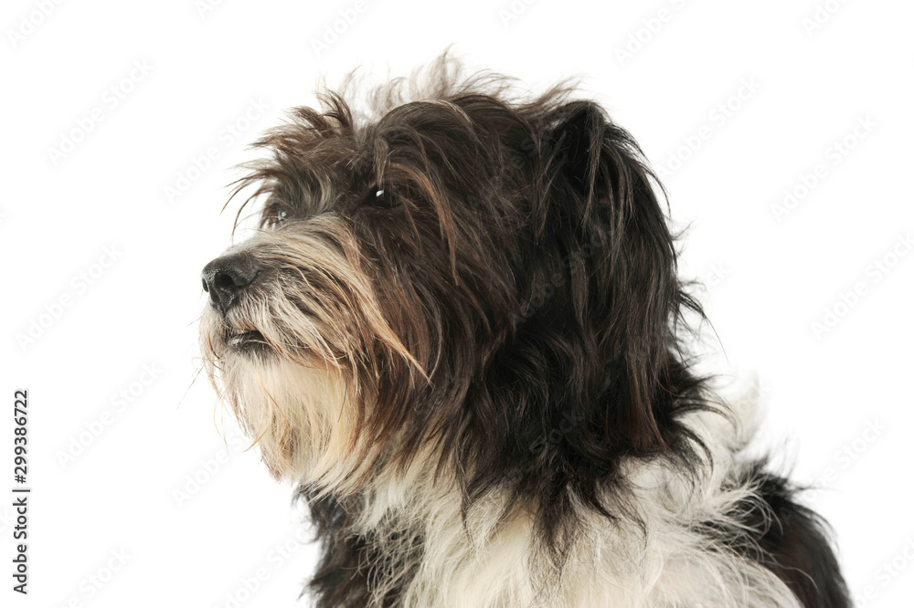 Portrait of an adorable mixed breed dog