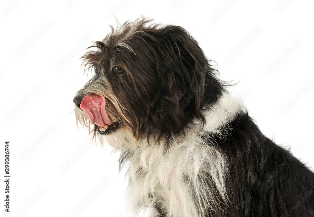 Portrait of an adorable mixed breed dog Portrait of an adorable mixed breed dog
