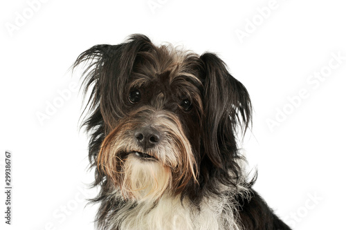 Obraz na płótnie Portrait of an adorable mixed breed dog w salonie