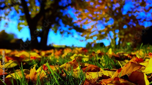 Fallen Leaves in the grass under an oak tree