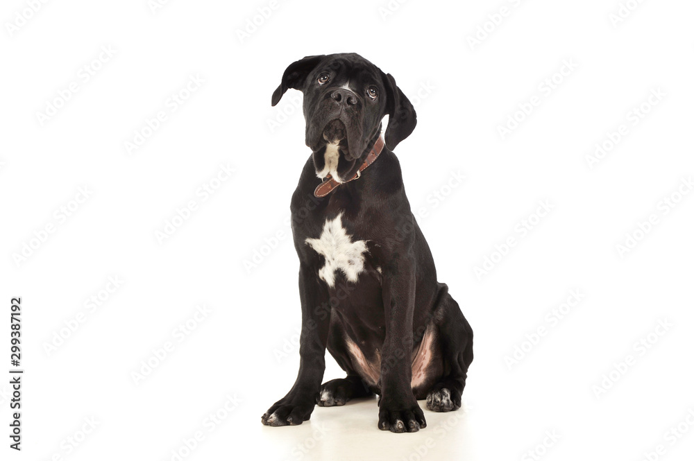 Studio shot of an adorable cane Corso puppy Studio shot of an adorable cane Corso puppy