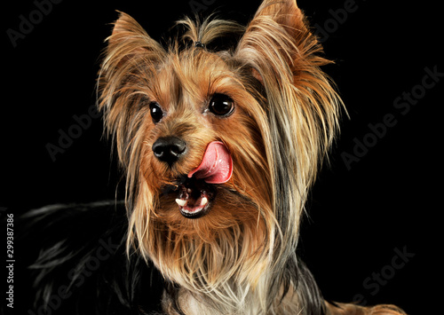 Fototapeta Naklejka Na Ścianę i Meble -  Portrait of an adorable Yorkshire Terrier