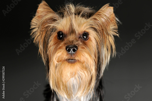 Portrait of an adorable Yorkshire Terrier